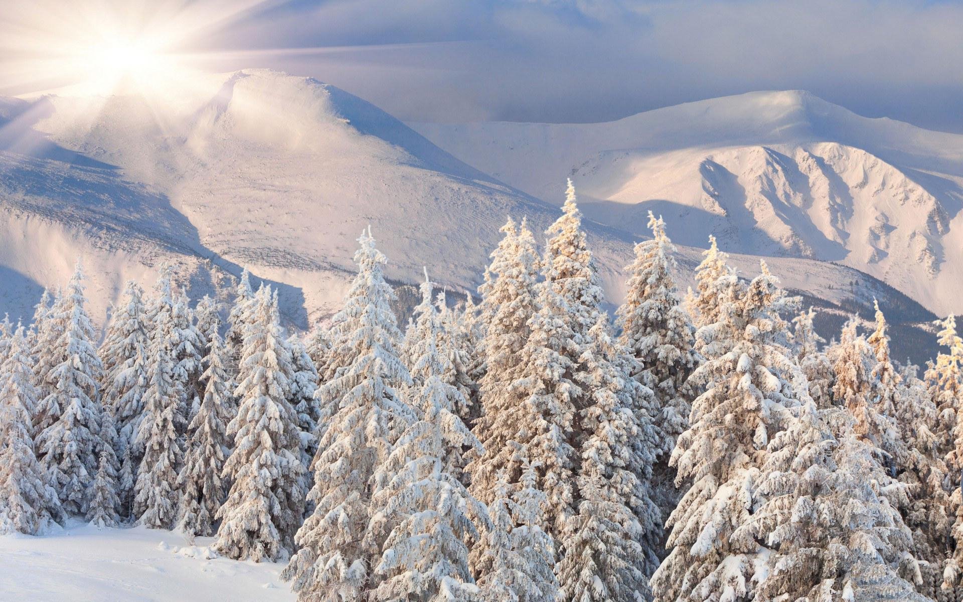 Download Tree Forest Mountain Snow Nature Winter Snowy Mountain HD Wallpaper