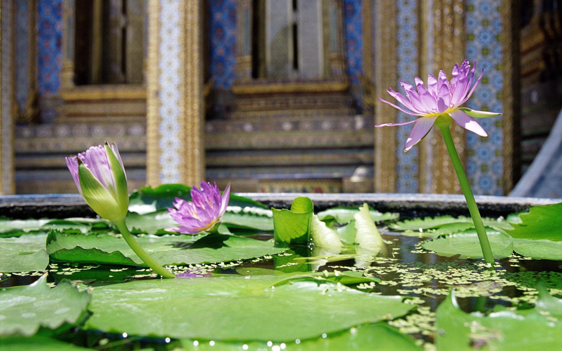 HD PC desktop wallpaper background — nature scene of pink water lilies on green pads floating in a pond with ornate temple architecture in the blurred background.