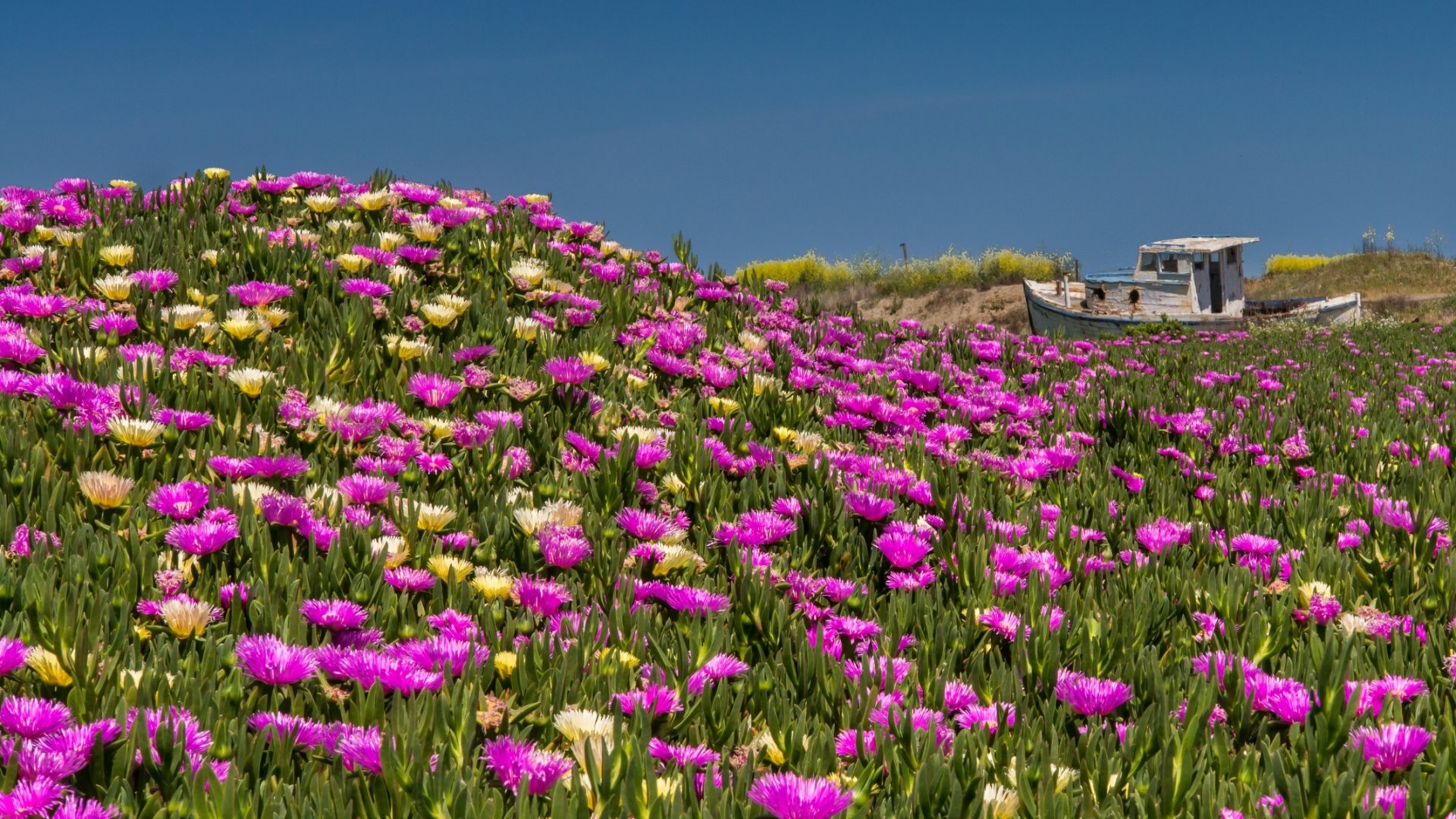 HD PC desktop wallpaper featuring vibrant pink and yellow flowers blooming abundantly under a clear blue sky with a small house in the distant background.