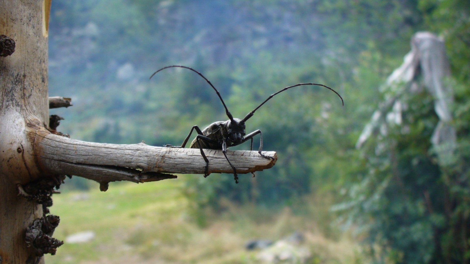 Download Animal Beetle HD Wallpaper