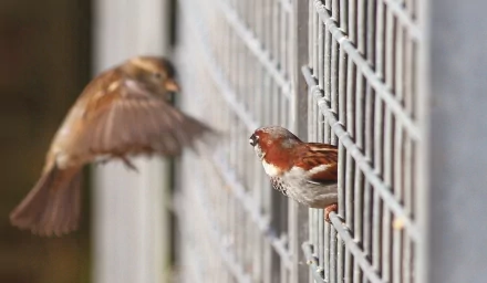 Animal sparrow HD Desktop Wallpaper | Background Image