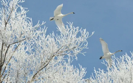HD desktop wallpaper featuring two trumpeter swans flying over frost-covered tree branches against a clear blue sky.