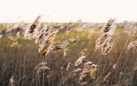 HD PC desktop wallpaper showcasing tall, golden grass gently swaying in natural sunlight, capturing the serene beauty of nature.