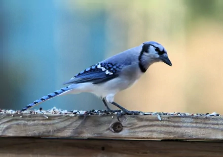 A vibrant blue jay perches gracefully on a wooden surface, showcasing its striking blue and white feathers. This HD image serves as an engaging desktop wallpaper and background.