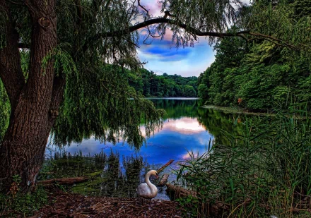 HD desktop wallpaper of a serene spring lake surrounded by green trees with a mute swan resting near the shore, reflecting the vibrant sky and lush foliage.