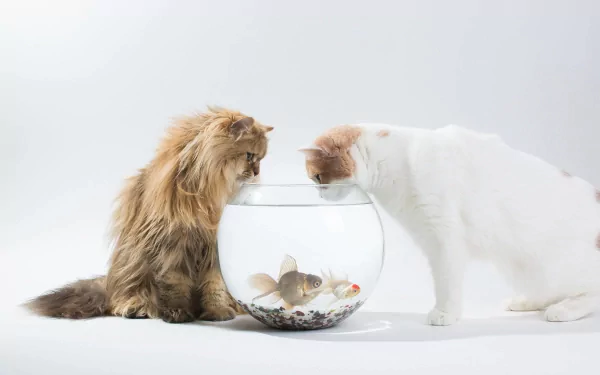 Two cats curiously observe a fishbowl, their faces close to the glass, creating a captivating scene. This HD image serves as a charming desktop wallpaper or background.