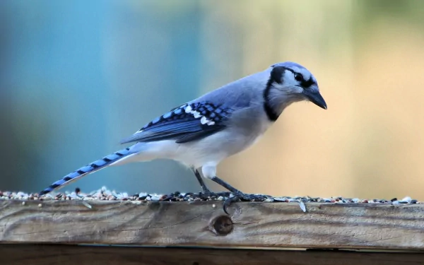 A vibrant blue jay perches gracefully on a wooden surface, showcasing its striking blue and white feathers. This HD image serves as an engaging desktop wallpaper and background.