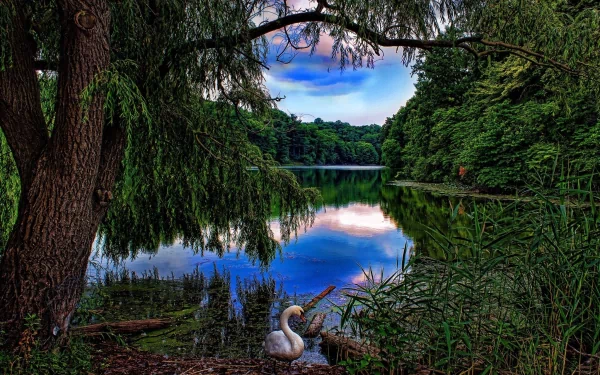 HD desktop wallpaper of a serene spring lake surrounded by green trees with a mute swan resting near the shore, reflecting the vibrant sky and lush foliage.
