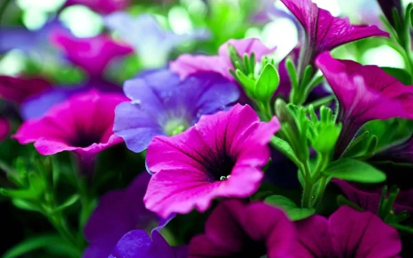 HD PC desktop wallpaper of vibrant pink and purple petunia flowers with green foliage in a close-up nature scene.