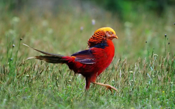 Animal golden pheasant HD Desktop Wallpaper | Background Image