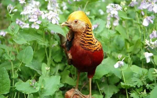 Animal golden pheasant HD Desktop Wallpaper | Background Image