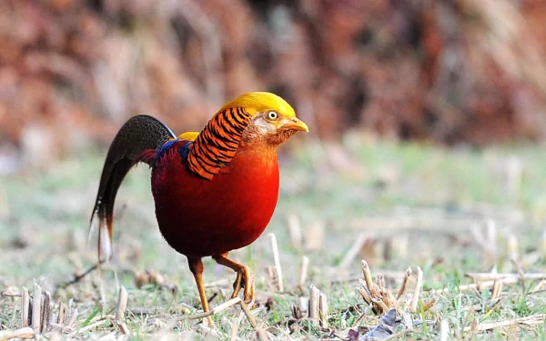 Animal golden pheasant HD Desktop Wallpaper | Background Image
