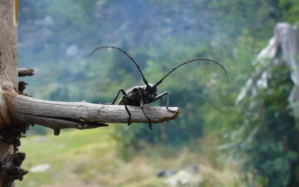 Close-up of a beetle with long antennae perched on a branch, captured in vivid detail as an HD PC desktop wallpaper and background.