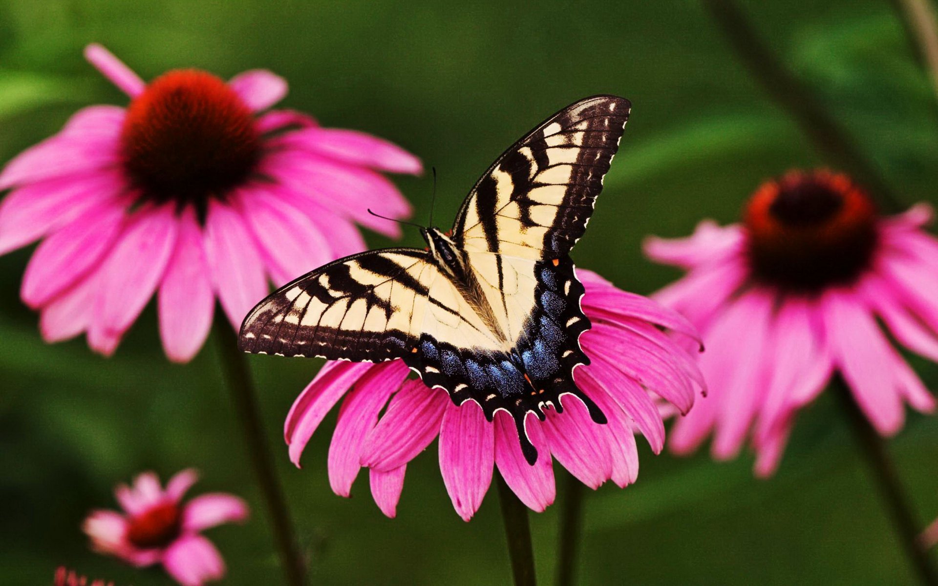 A vibrant butterfly rests on a pink flower, set against a lush green background. This HD image serves as a stunning PC desktop wallpaper and background.