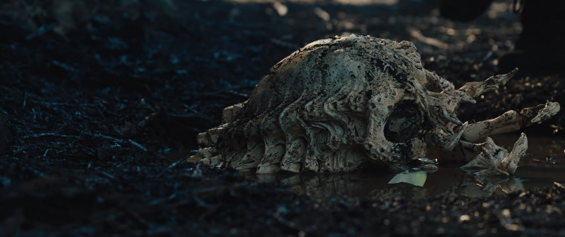 HD PC desktop wallpaper/background - scene from the movie Predators: a weathered skull half-buried on a dark forest floor, moody lighting and eerie atmosphere.