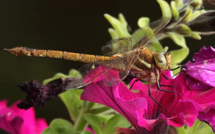 HD PC desktop wallpaper featuring a close-up of a dragonfly perched on vibrant pink flowers with soft green foliage in the background.
