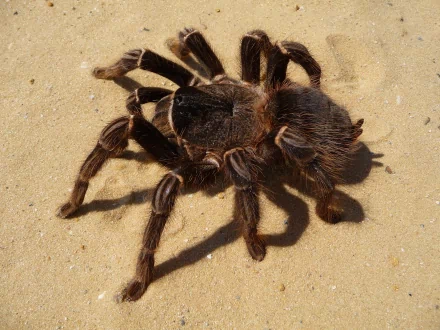 Animal tarantula HD Desktop Wallpaper | Background Image