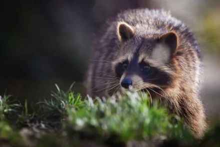 HD PC desktop wallpaper of a raccoon in natural surroundings, showcasing detailed fur and expressive eyes with blurred background for depth.