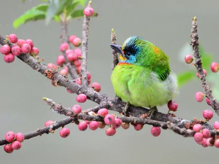 A vibrant Taiwan barbet perched on a branch, surrounded by pink berries. This HD wallpaper beautifully showcases the bird’s colorful plumage and natural habitat.