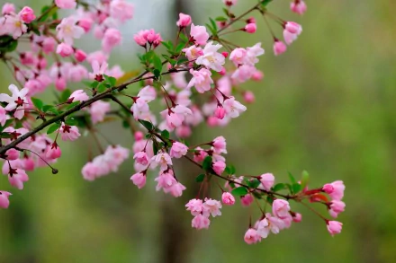 A close-up of delicate pink blossoms on a branch, set against a soft green background, creating a serene atmosphere for nature-inspired HD desktop wallpaper.