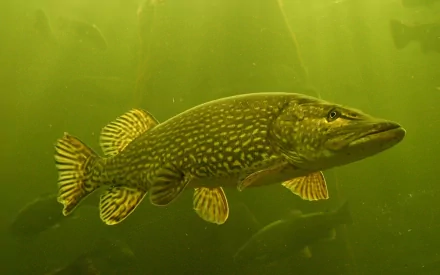 HD desktop wallpaper featuring a northern pike swimming in greenish water, showcasing the fish's distinctive pattern and sleek body underwater.