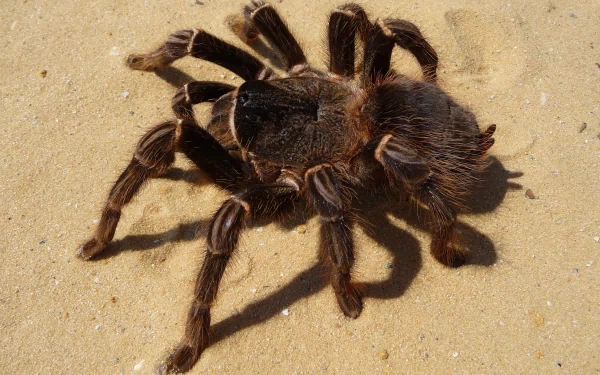 Animal tarantula HD Desktop Wallpaper | Background Image
