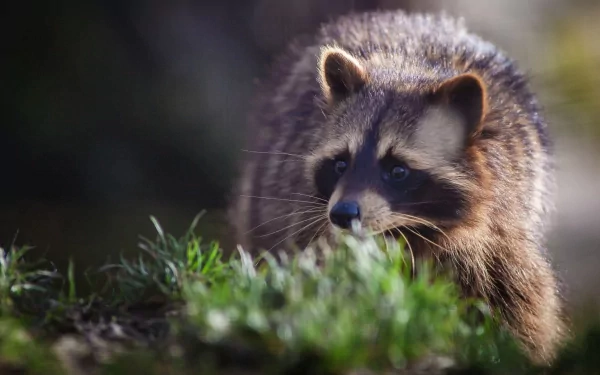 HD PC desktop wallpaper of a raccoon in natural surroundings, showcasing detailed fur and expressive eyes with blurred background for depth.