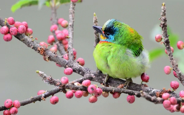 A vibrant Taiwan barbet perched on a branch, surrounded by pink berries. This HD wallpaper beautifully showcases the bird’s colorful plumage and natural habitat.