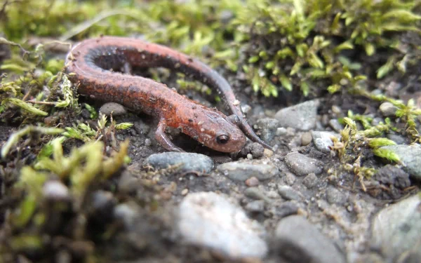 Animal newt HD Desktop Wallpaper | Background Image