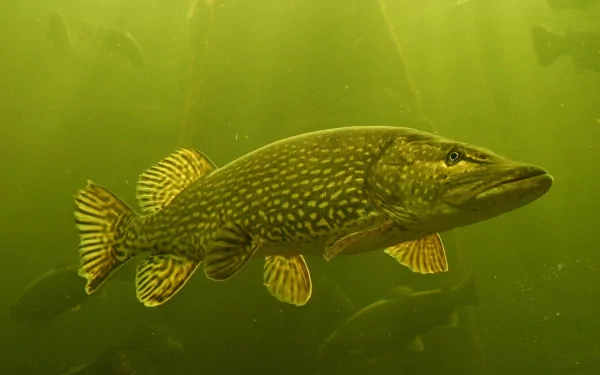 HD desktop wallpaper featuring a northern pike swimming in greenish water, showcasing the fish's distinctive pattern and sleek body underwater.