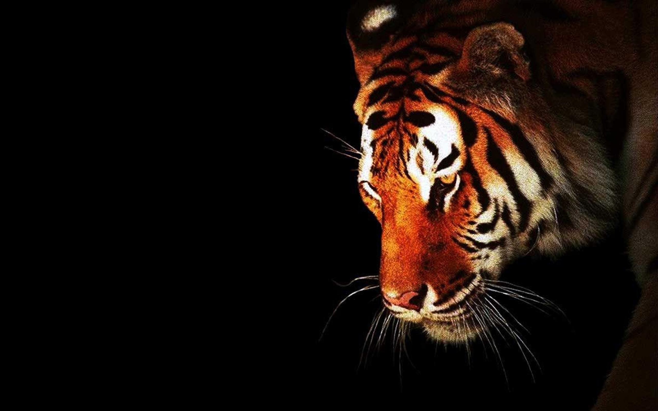 Tiger Full HD Wallpaper and Background Image | 2560x1600 | ID:401669