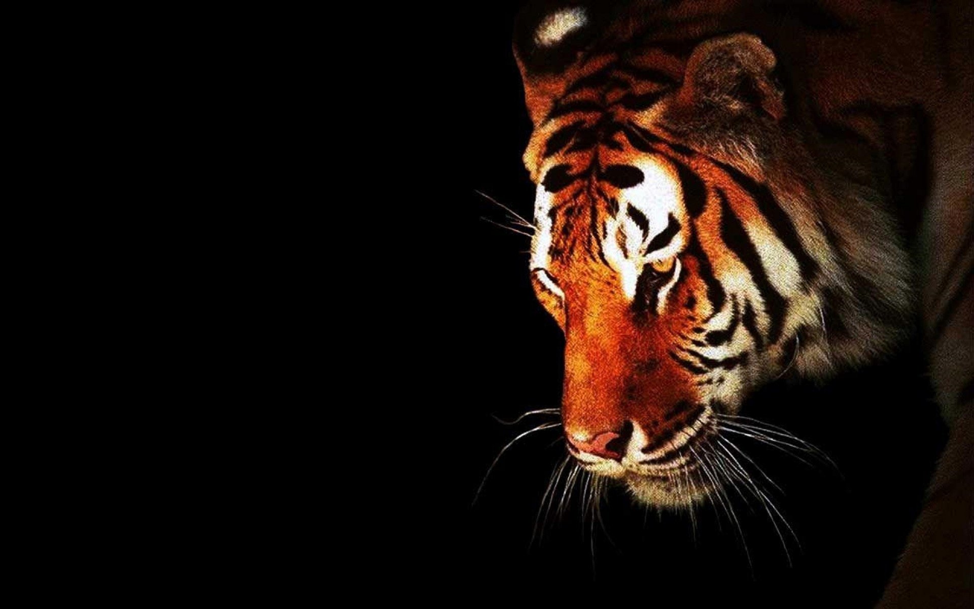 Download Animal Tiger HD Wallpaper