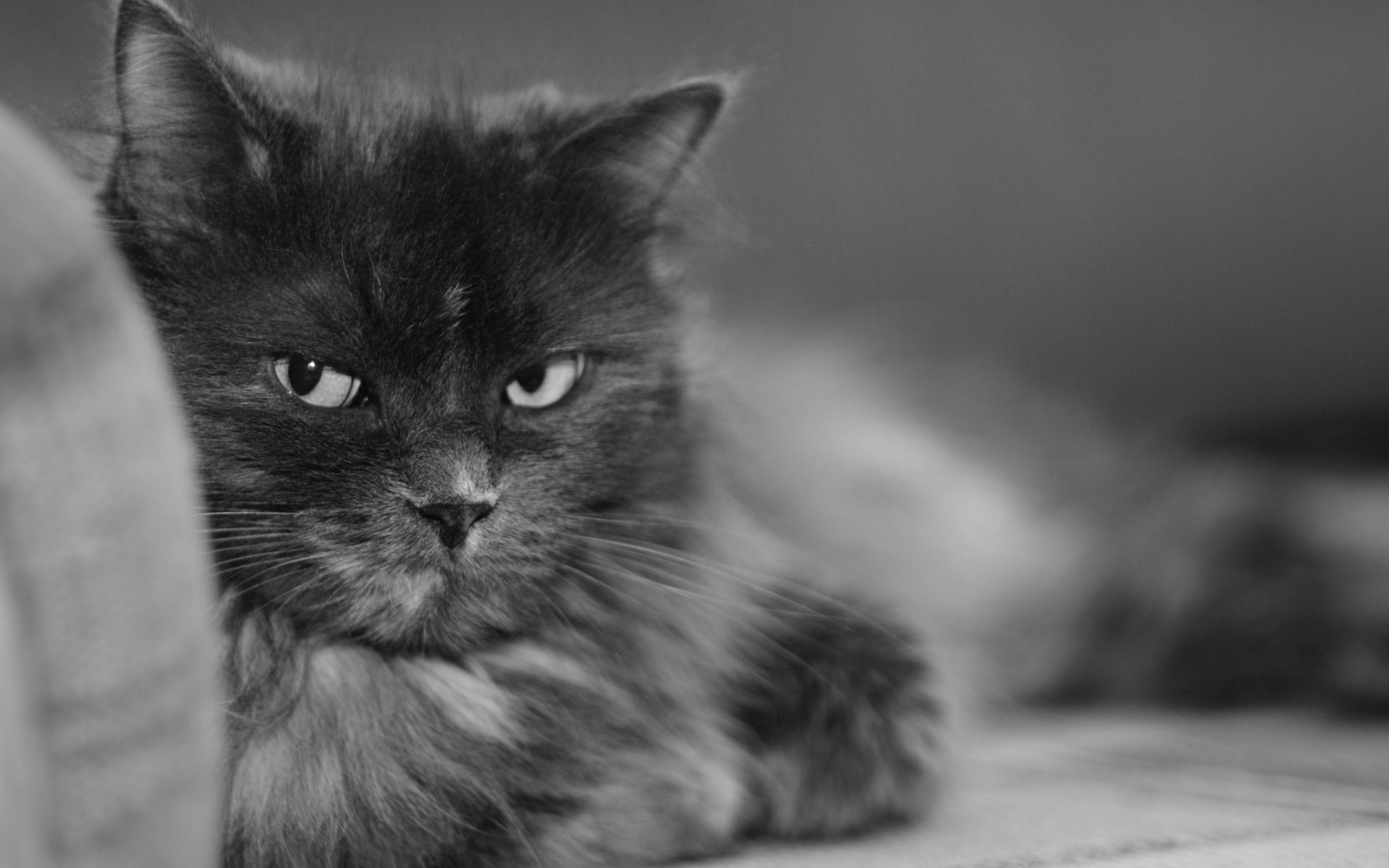 A close-up of a black and white cat with a serious expression, resting comfortably. This HD image serves as an engaging desktop wallpaper and background.