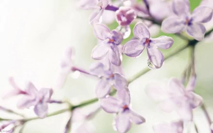 A close-up of delicate lilac blossoms, showcasing soft purple petals and a gentle drop of water, set against a blurred, serene background. This image captures the beauty of nature.
