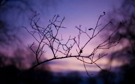 Close-up of delicate tree branches silhouetted against a soft purple and blue sunset sky, captured in high definition for a nature-themed PC desktop wallpaper.