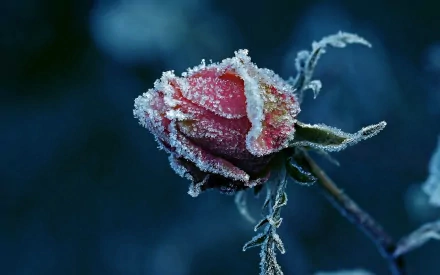 A close-up of a frosty rosebud in a natural setting, captured in high definition, making it an enchanting desktop wallpaper and background.