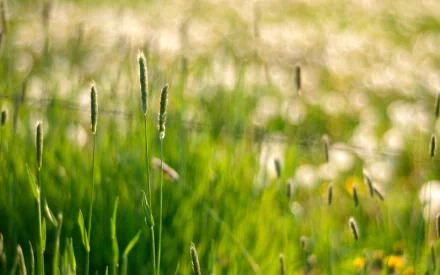 A serene close-up of tall grasses swaying gently in a lush green field, set against a backdrop of blurred wildflowers, captures the essence of nature in this vibrant HD desktop wallpaper.