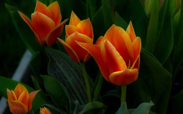 HD desktop wallpaper featuring vibrant orange tulip flowers set against rich green foliage in a natural garden setting.