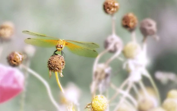 HD desktop wallpaper featuring a close-up of a yellow dragonfly perched on a dried flower against a soft, blurred natural background.