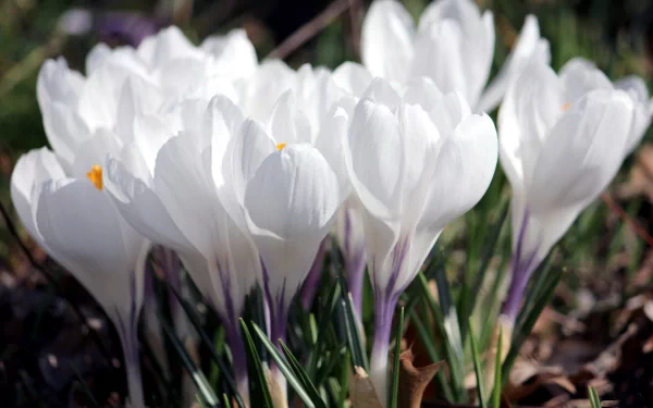 HD desktop wallpaper featuring a close-up of white crocus flowers blooming in a natural outdoor setting, showcasing delicate petals and green foliage.