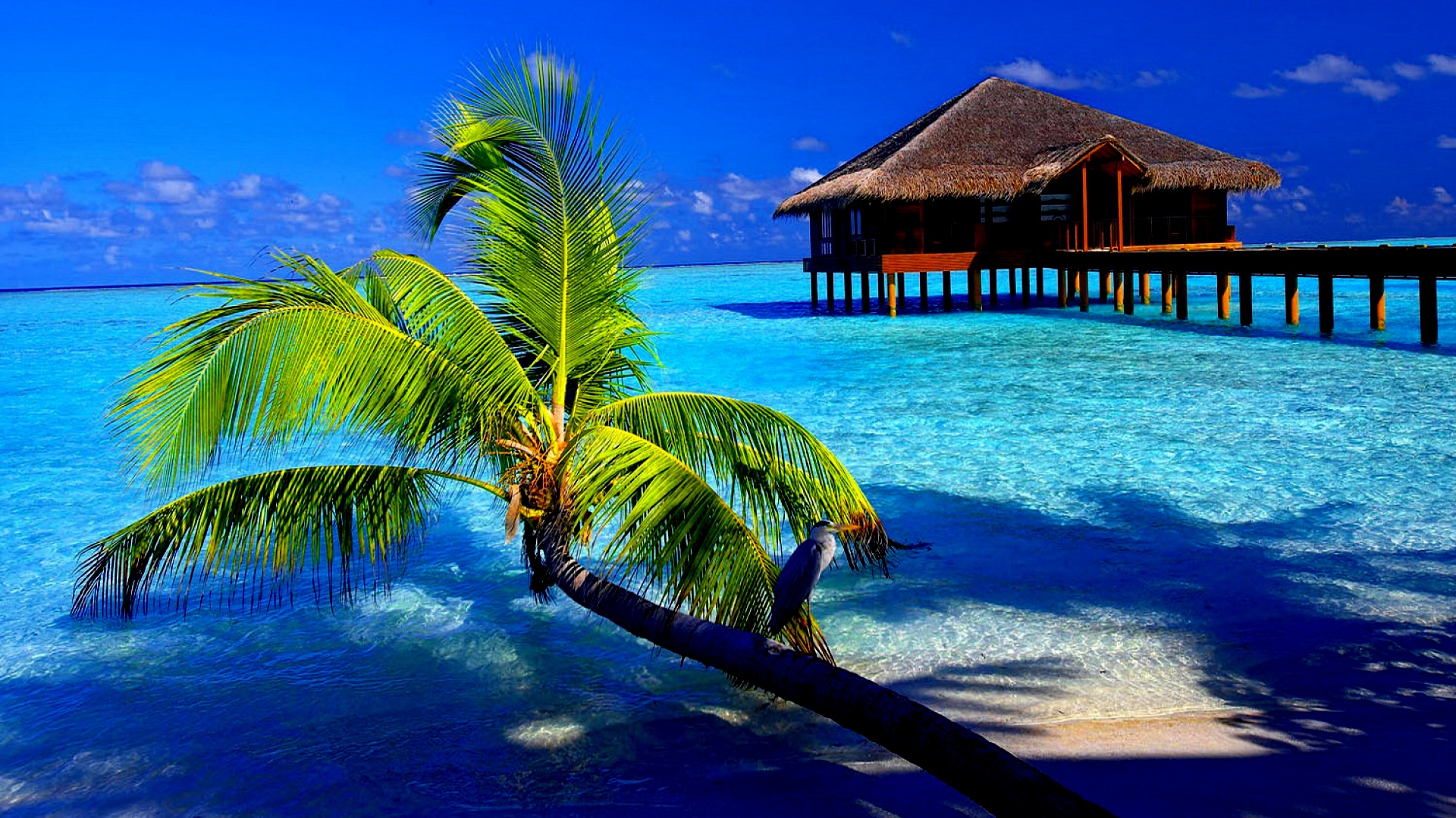 tropical beach wallpaper desktop