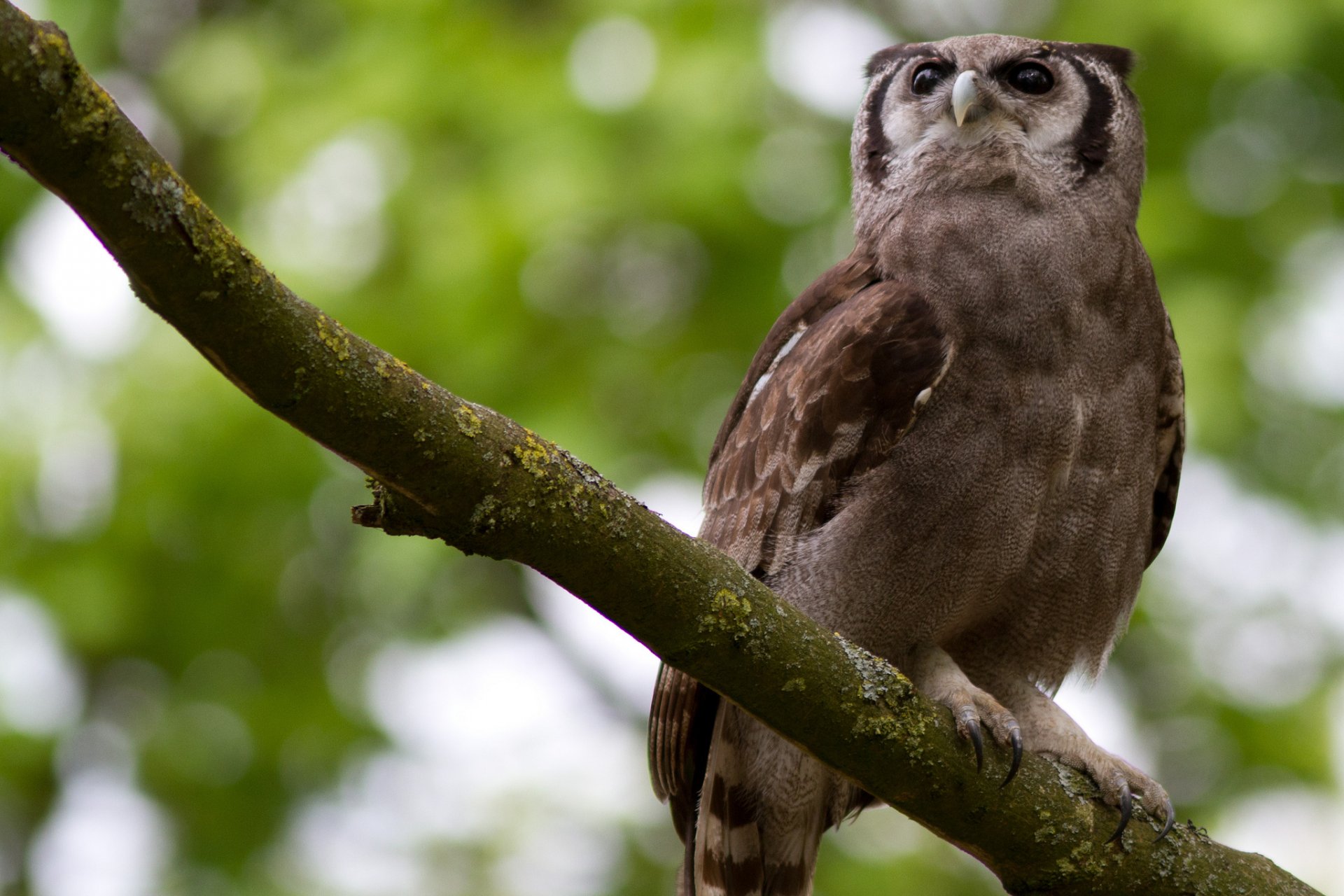 HD PC desktop wallpaper featuring a close-up of an owl perched on a mossy tree branch with a blurred green forest background.