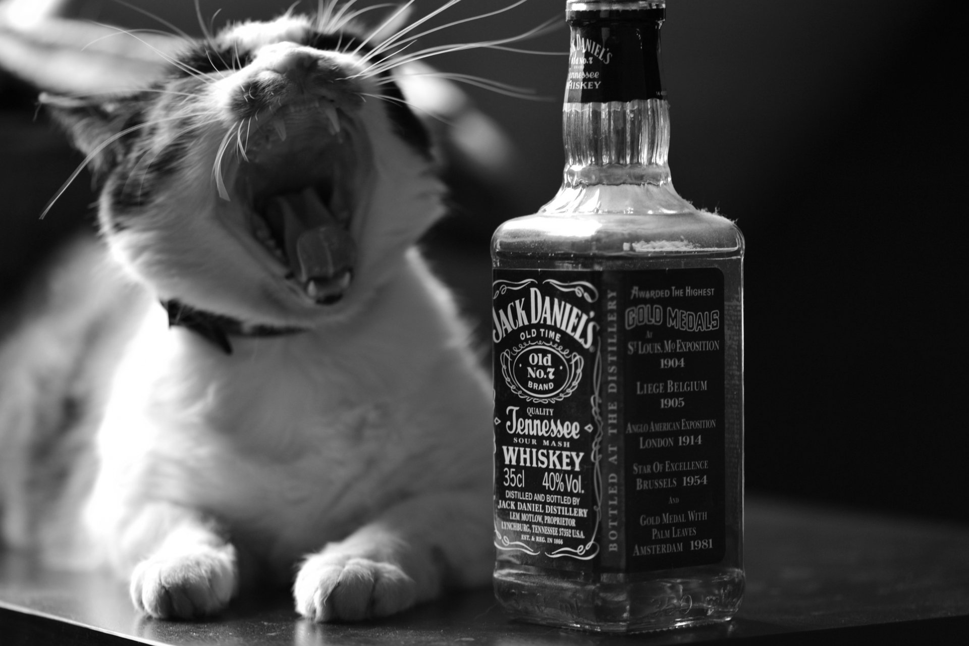 A black and white image of a cat yawning next to a bottle of Jack Daniel's whiskey, serving as a striking HD desktop wallpaper.