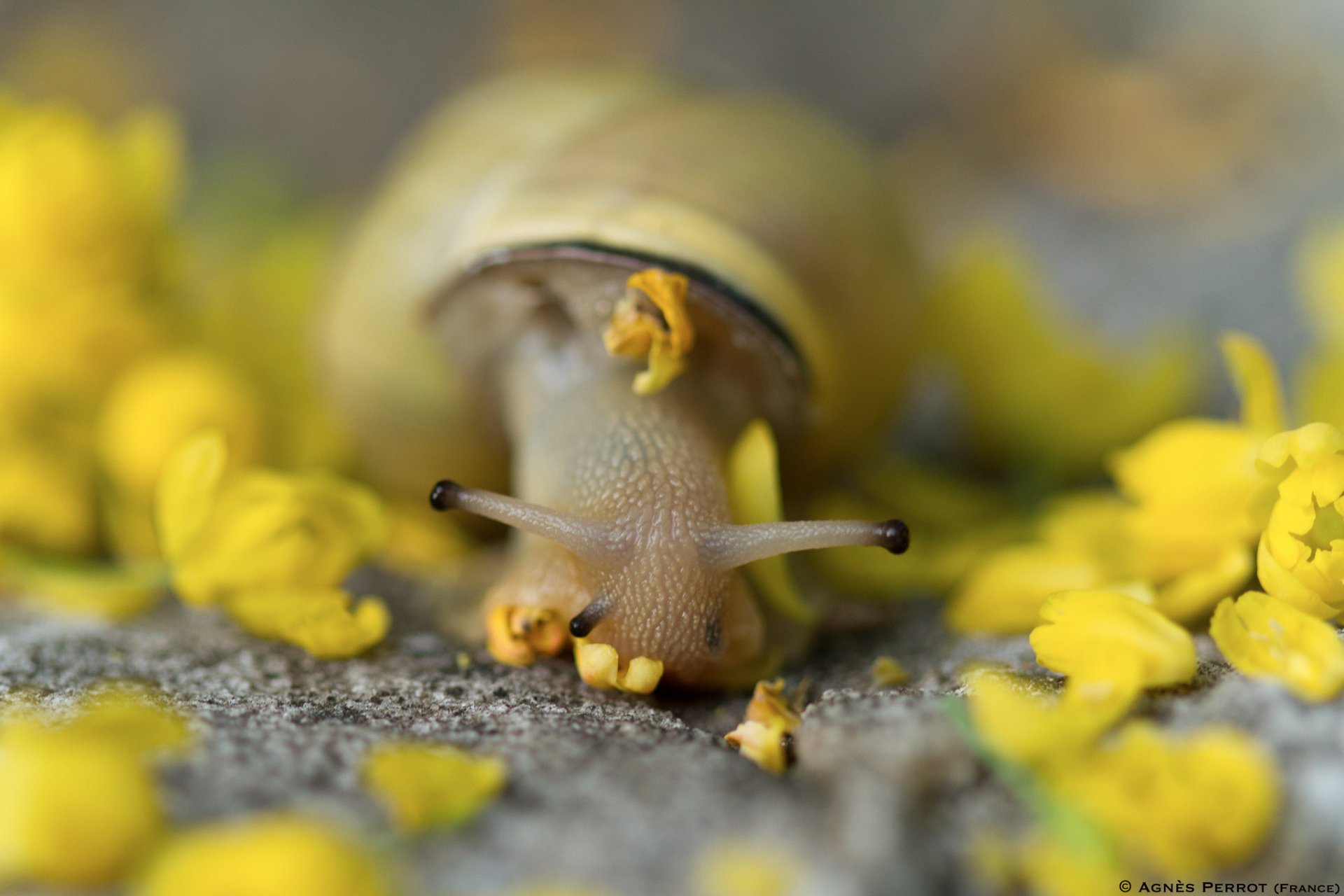 Download Animal Snail HD Wallpaper