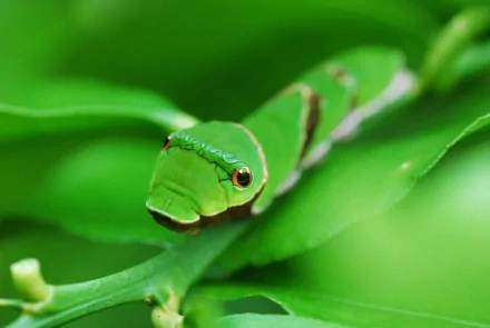 HD desktop wallpaper of a vibrant green caterpillar on a leaf, showcasing detailed textures and natural colors in a close-up view.