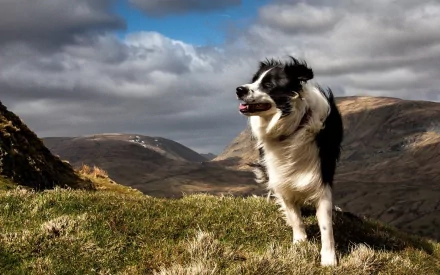 A playful border collie stands on a grassy hillside, set against a dramatic sky and mountain landscape, creating a captivating HD PC desktop wallpaper and background.