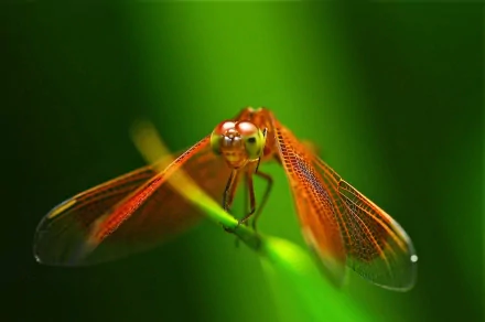 A close-up of a vibrant dragonfly perched on a green stem, showcasing intricate details in its wings and body. This stunning image serves as an HD PC desktop wallpaper and background.