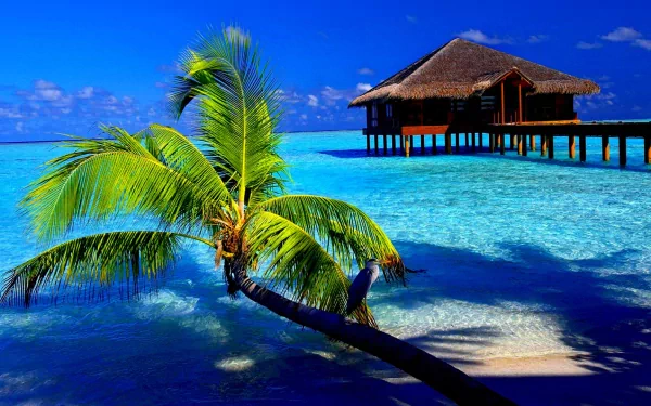 A vibrant tropical scene featuring a palm tree reaching over clear blue water, with a thatched-roof hut on stilts in the background. A stunning HD desktop wallpaper option.