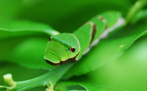 Animal caterpillar HD Desktop Wallpaper | Background Image
