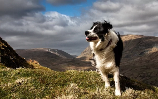 A playful border collie stands on a grassy hillside, set against a dramatic sky and mountain landscape, creating a captivating HD PC desktop wallpaper and background.